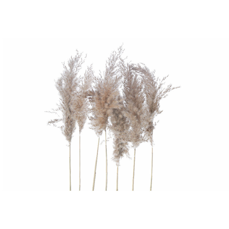 Natural Dry Pampas - Set of 6